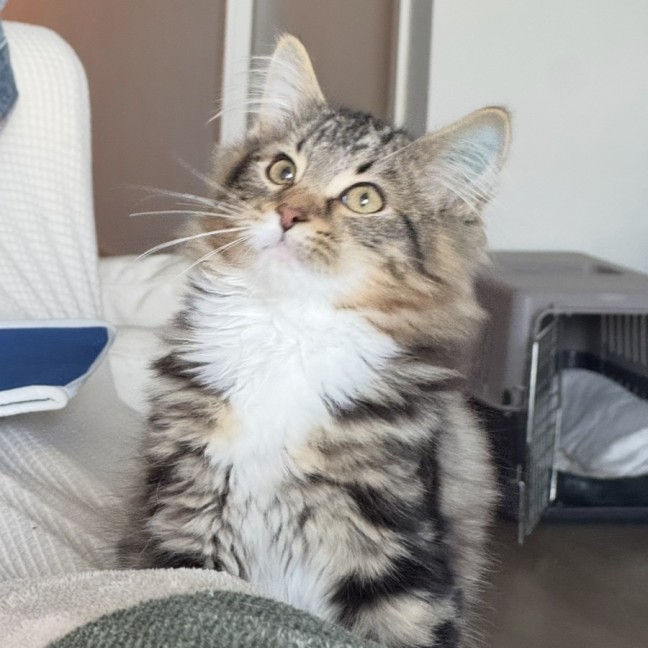 Photo of Misocat