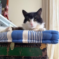 Photo of Oreo  Meet Me @ Petstock Prahran!