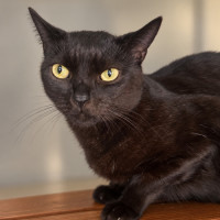Photo of Sesame
