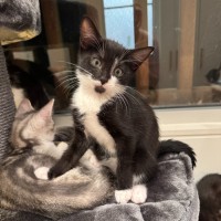 Photo of Indie