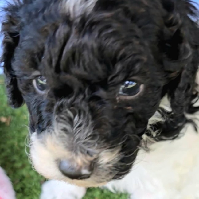 Photo of Harry Potter