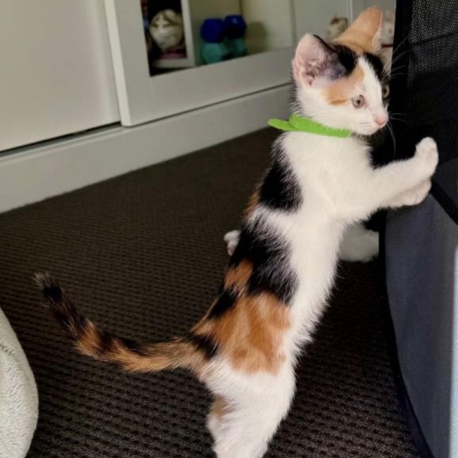 Photo of Blossom 🌸🌺