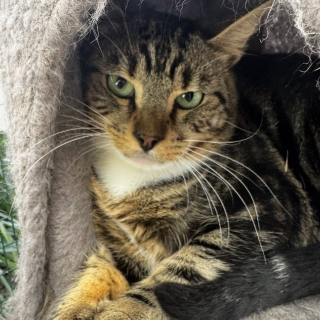 Photo of Simon & Garfunkel