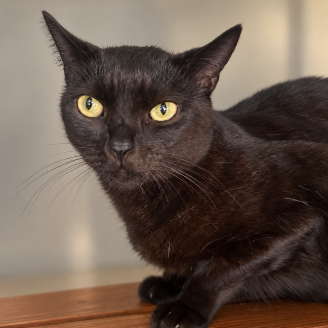 Photo of Sesame