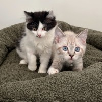 Photo of Pearl And Marble