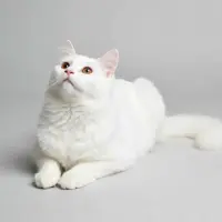 Photo of Yuki