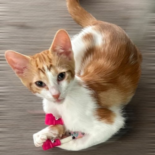 Prada - Domestic Short Hair (DSH) Cat