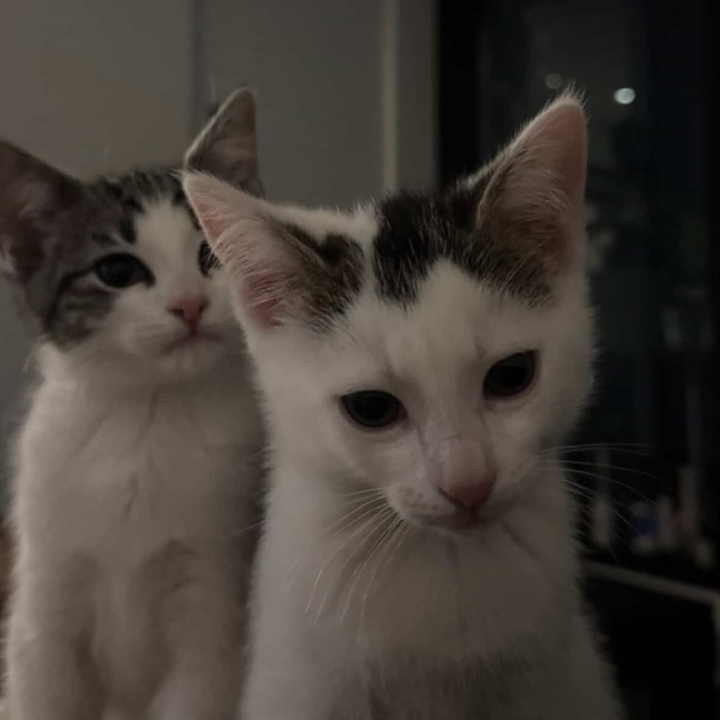 Photo of Freddie & Poppy