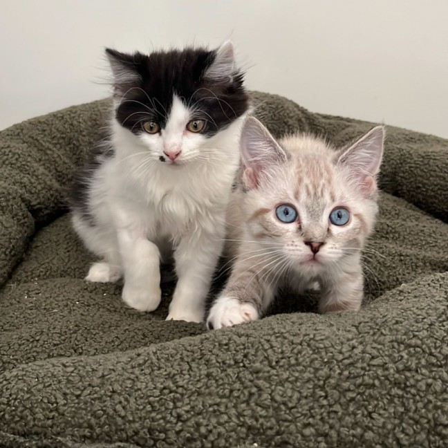 Photo of Pearl And Marble