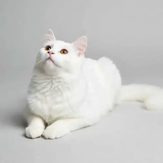 Photo of Yuki