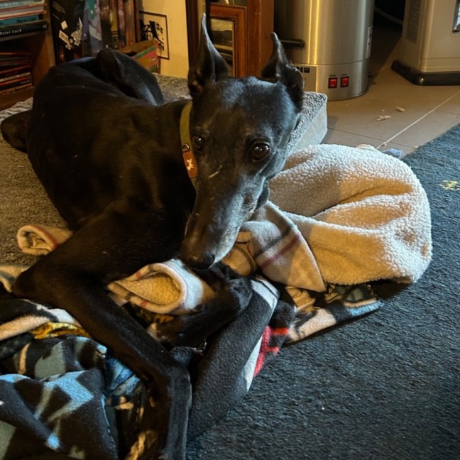 Photo of Rebel