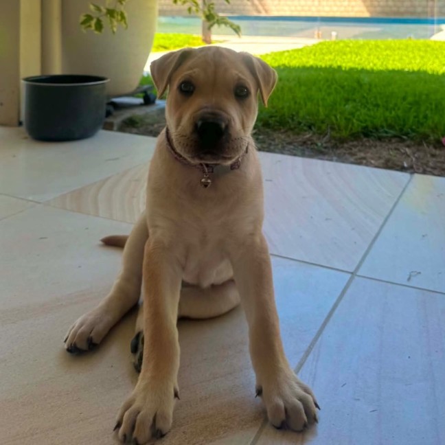 Photo of Lulu