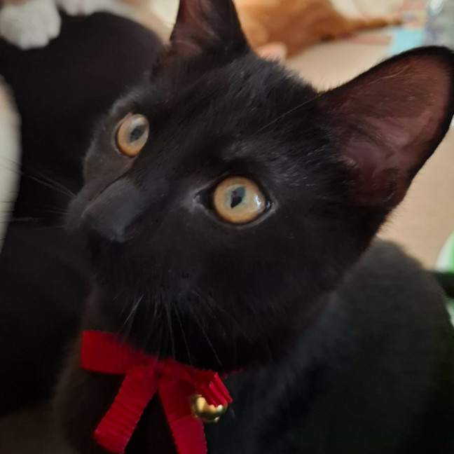 Photo of Blackberry Meet Me @Petstock Chelsea Store