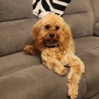 Photo of Jazz