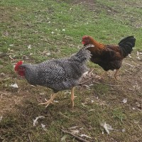 Photo of Plymouth Rock