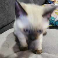 Photo of Milo