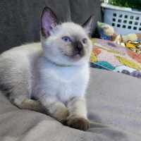 Photo of Milo