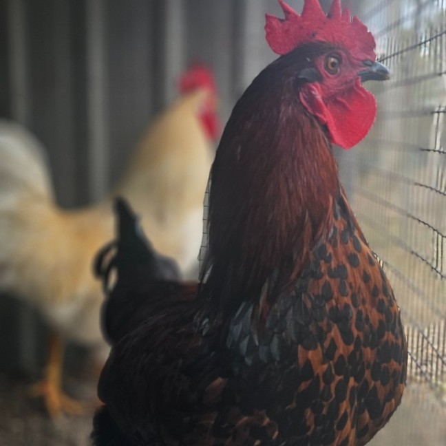 Photo of Remus And Riccardo