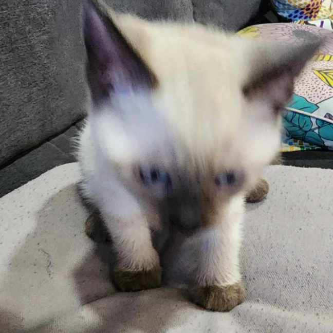 Photo of Milo