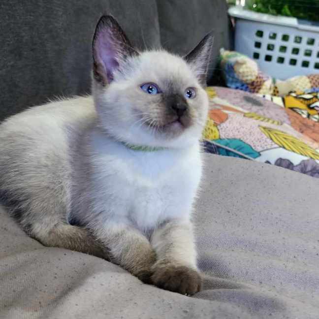 Photo of Milo