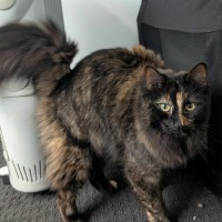 Photo of Violet & Crumble 