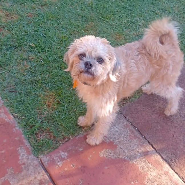 Photo of Peanut