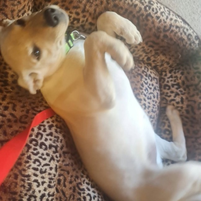 Photo of Daisy