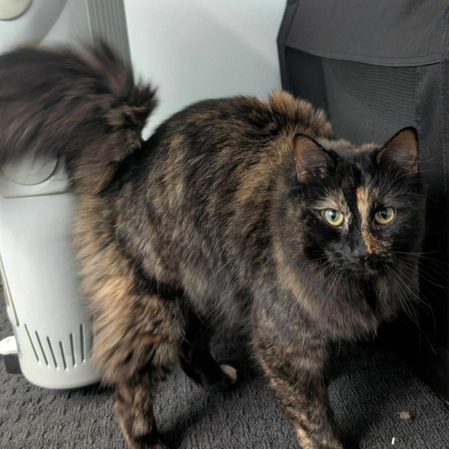 Photo of Violet & Crumble 