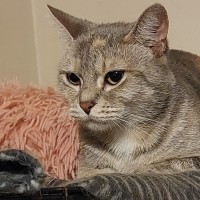 Photo of Cleo