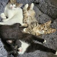 Photo of Zorro * 9 Lives Project Rescue*