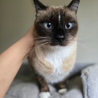 Photo of Mocha 