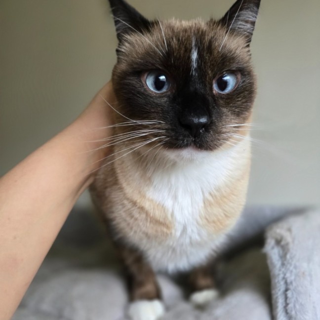 Photo of Mocha 