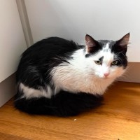 Photo of Valentine 