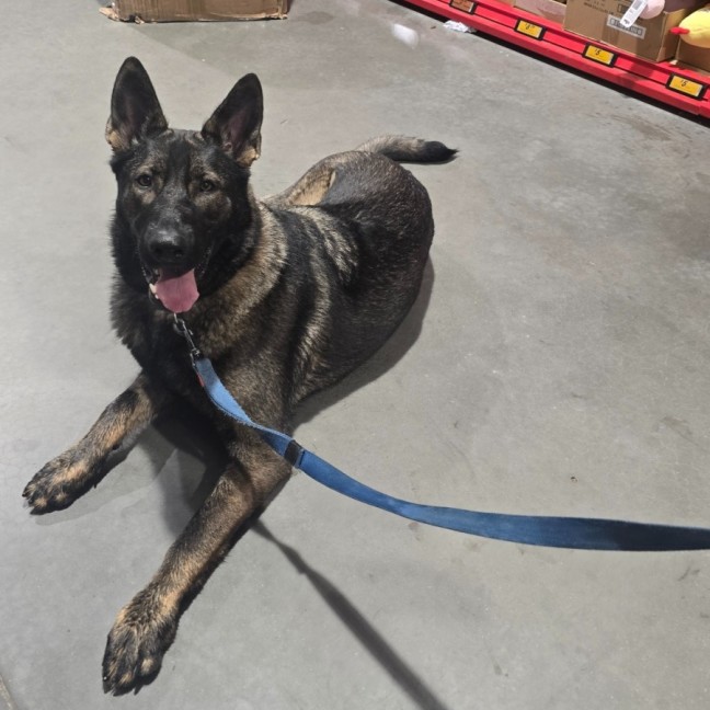 Photo of Lexi (67778)
