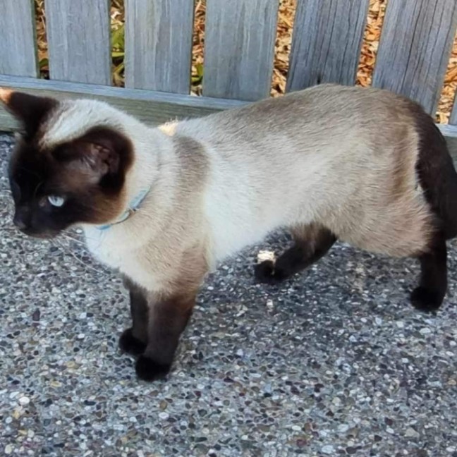 Photo of Luna
