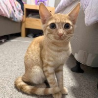 Photo of Mufasa ** 2nd Chance Cat Rescue**