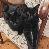 Photo of Shadow Fax & Marmalade