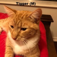 Photo of Tigger