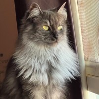 Photo of Smokey   Can Assist With Transporting To You