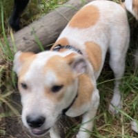 Photo of Pokey