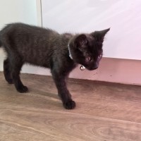 Photo of Seed * 9 Lives Project Rescue*