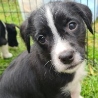 Photo of Ivy