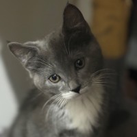 Photo of Beau 😻😻💙🐾