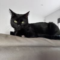 Photo of Stella