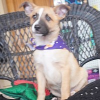 Photo of Flash