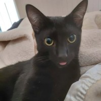 Photo of Nix