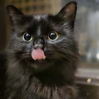 Photo of Drina **2nd Chance Cat Rescue**