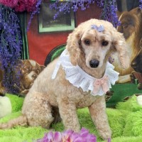 Photo of Dolly