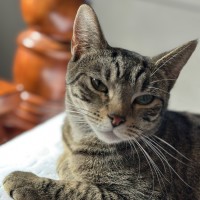 Photo of Willow 