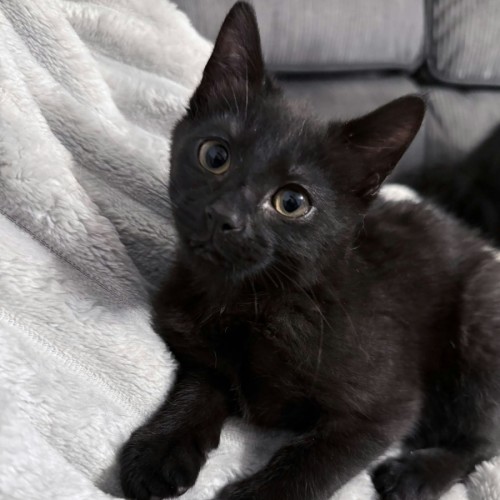 Cookie *9 Lives Project Rescue* - Domestic Short Hair (DSH) Cat